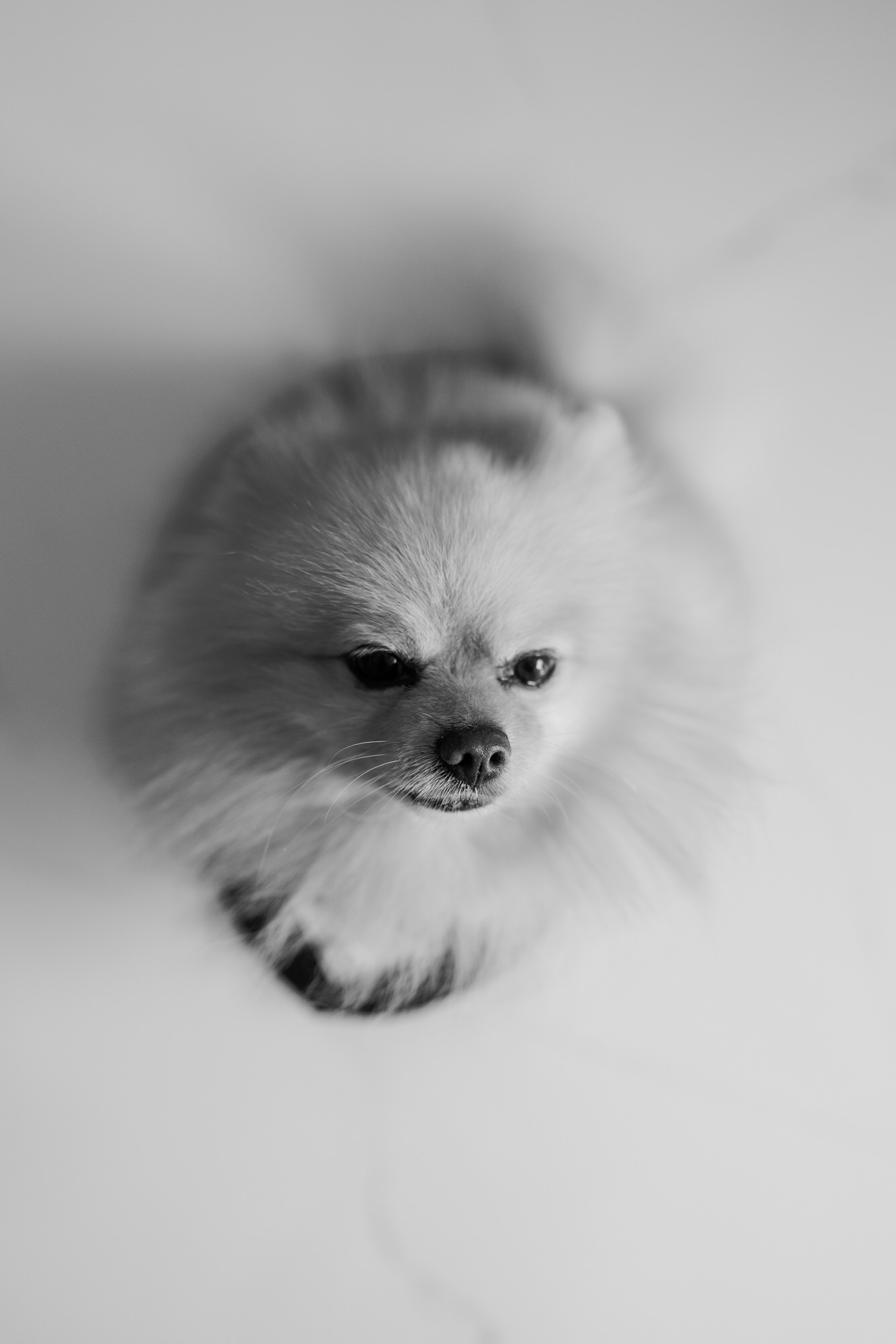 Black-and-white portrait of the couple’s small white Pomeranian dog